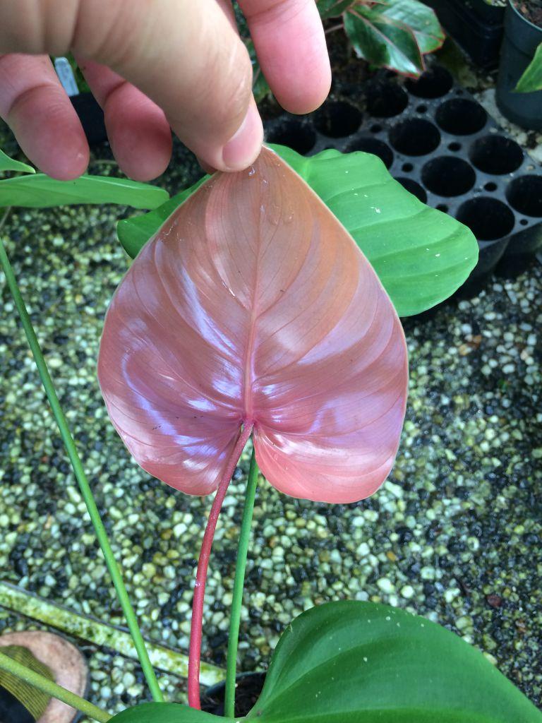 Philodendron lynamii