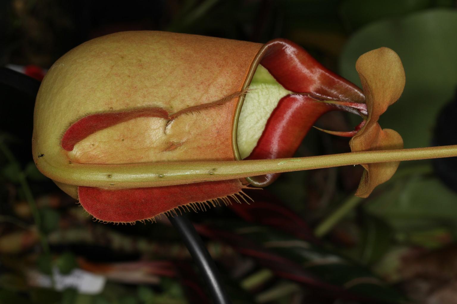 Nepenthes bicalcarata Brunei Orange