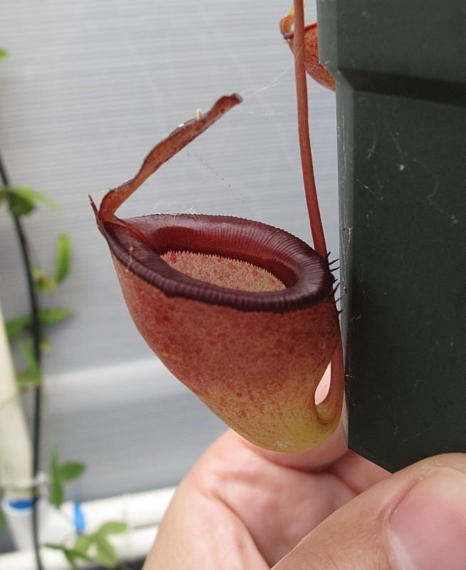 Nepenthes jamban