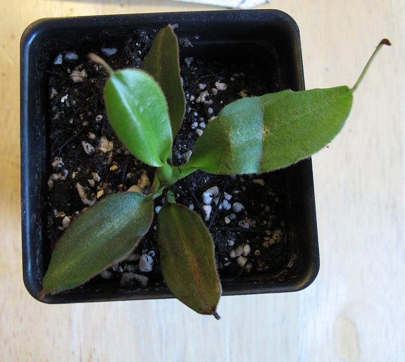 Nepenthes rajah