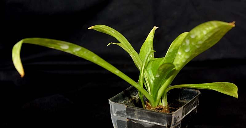 Ornithogalum convallarioides