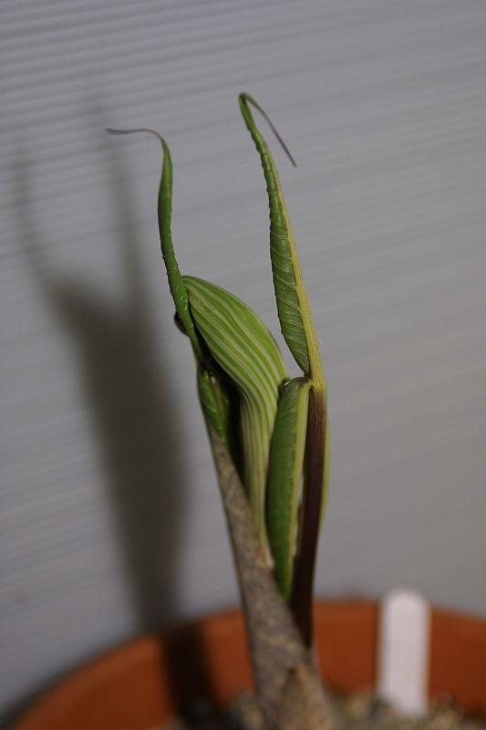 Arisaema ringens