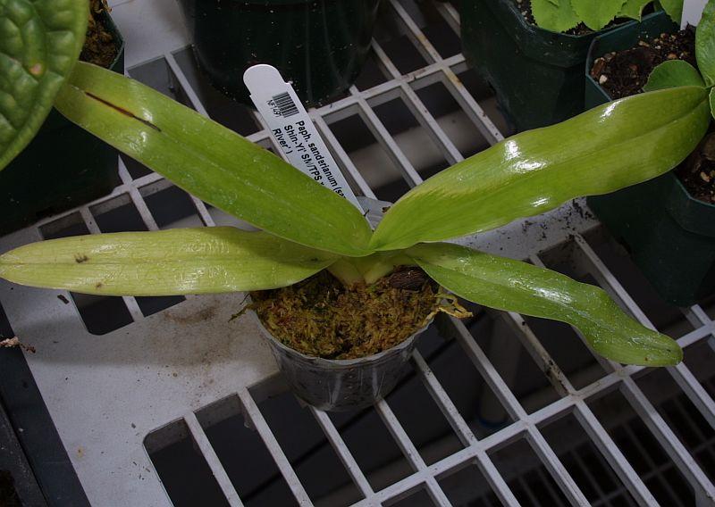 Paphiopedilum sanderianum