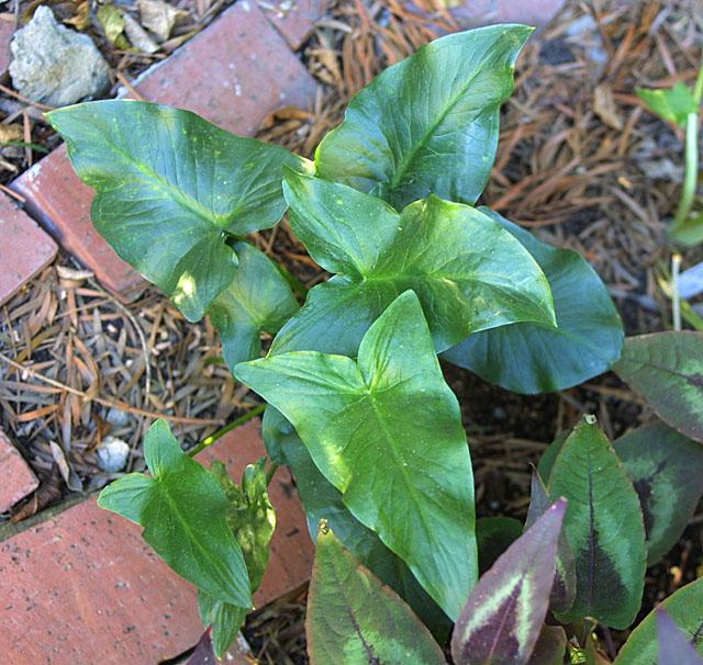 Arum creticum