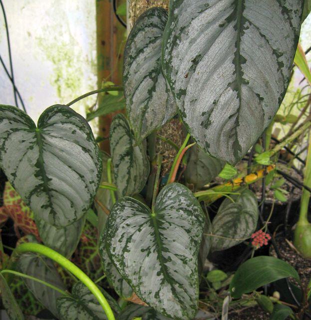 Philodendron sp. silver