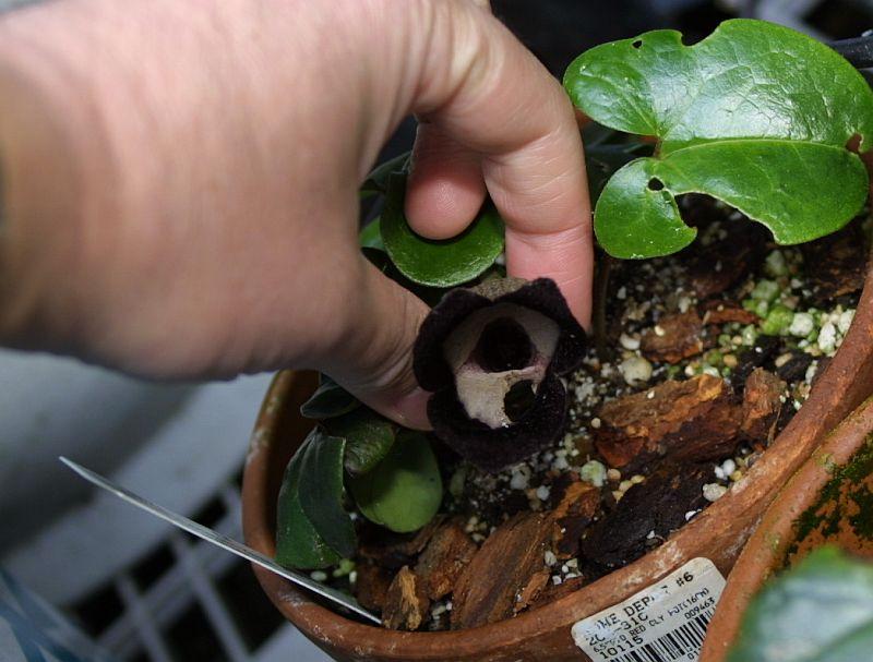 Asarum maximum Green Panda