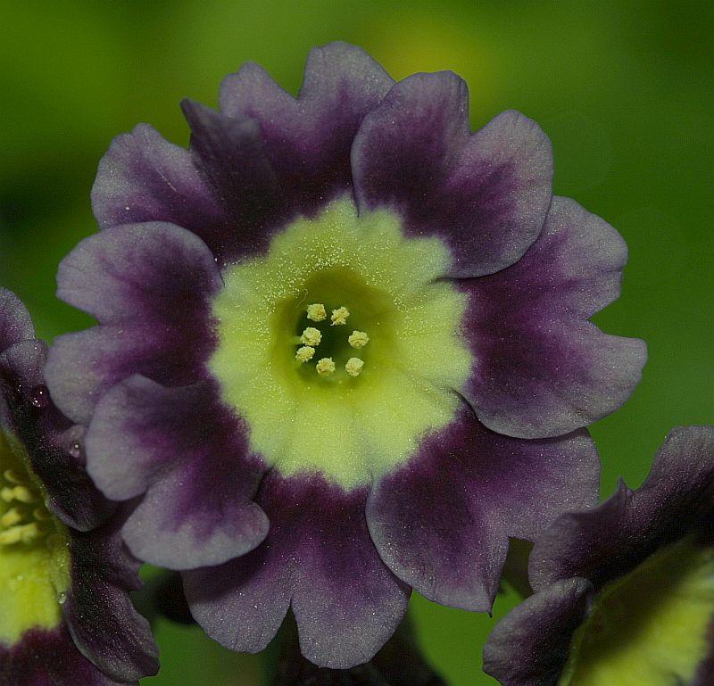 Primula auricula HB #10