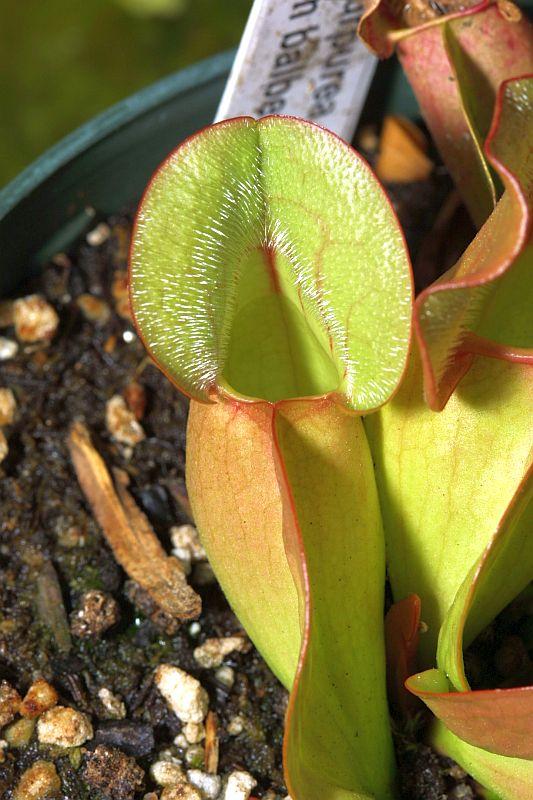 Sarracenia purpurea