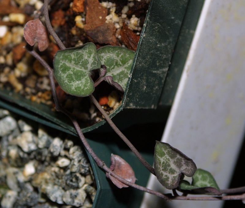 Ceropegia woodii