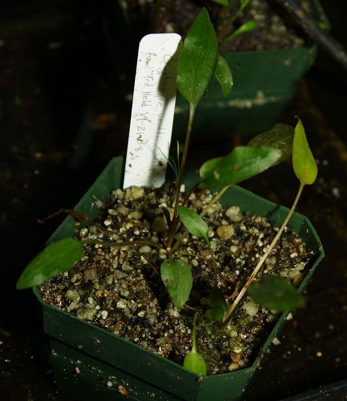 Cryptocoryne wendtii shorts