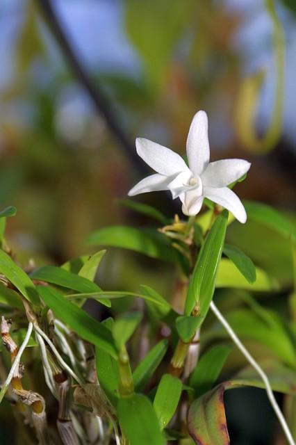 Dendrobium moniliforme