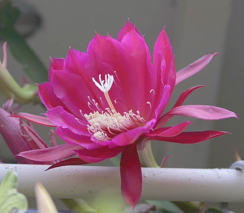 Epiphyllum  Fiesta de Flores