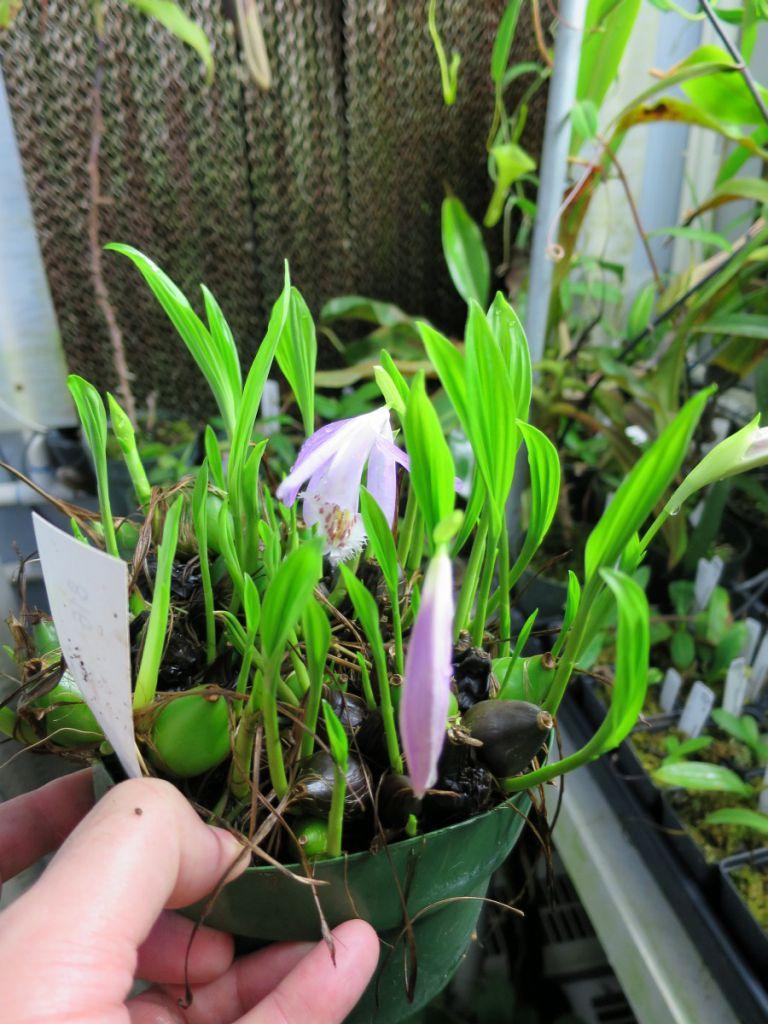 Pleione bulbocodioides