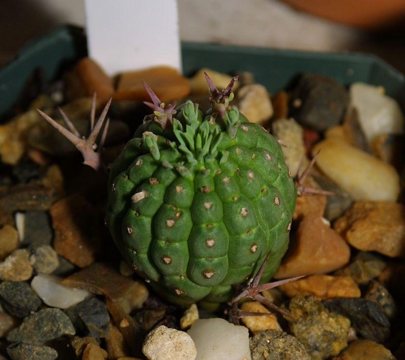 Euphorbia stellispina