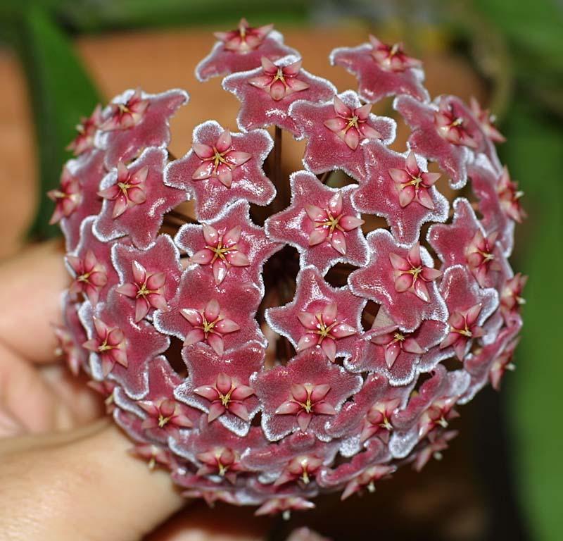 Hoya pubicalyx