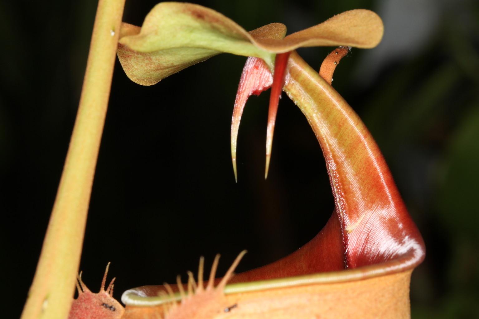 Nepenthes bicalcarata Brunei Orange