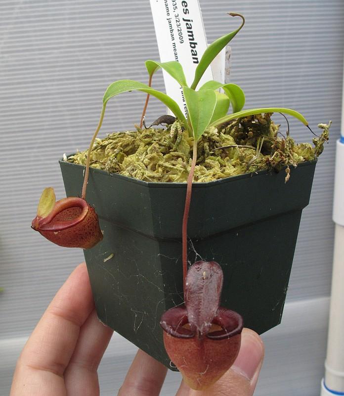 Nepenthes jamban