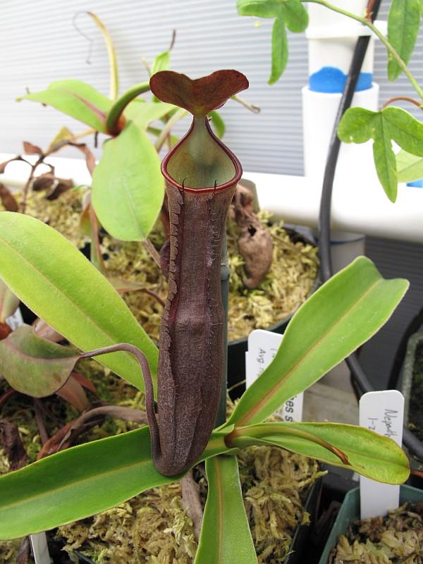 Nepenthes ramispina