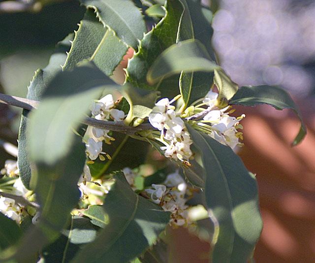 Osmanthus armatus