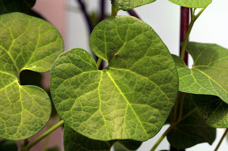 Aristolochia fimbriata