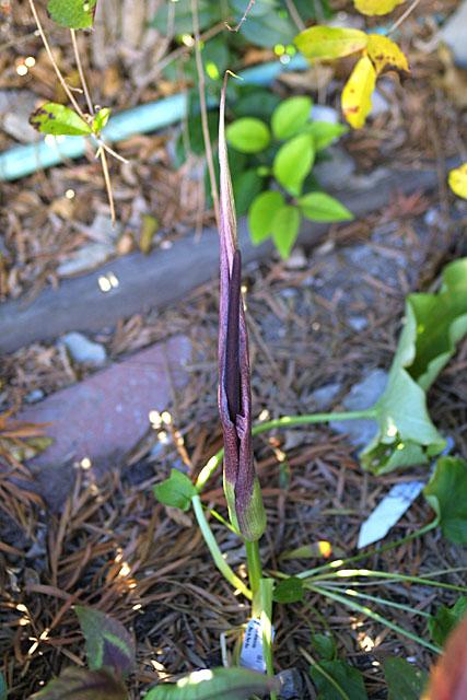 Arum dioscoridis