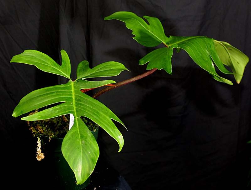 Philodendron squamiferum