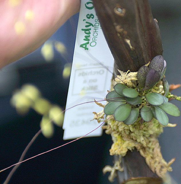 Pleurothallis grobyi