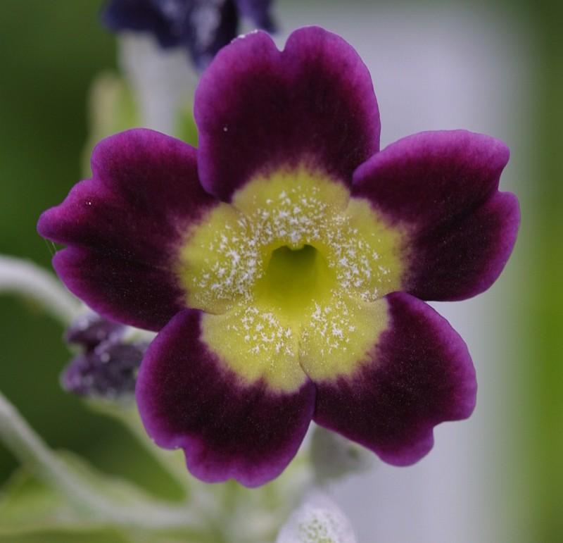 Primula auricula HB #11