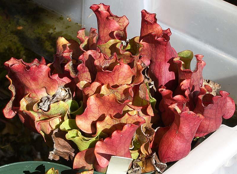 Sarracenia purpurea