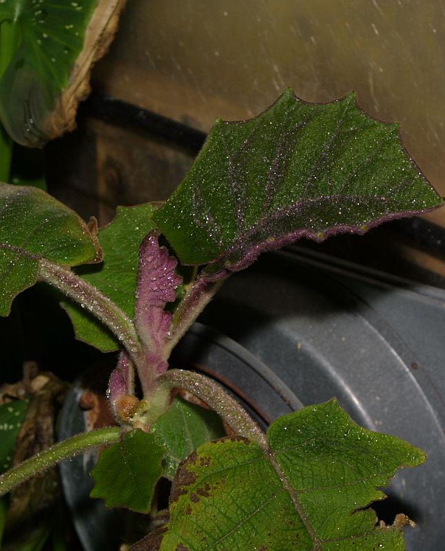 Solanum quitoense