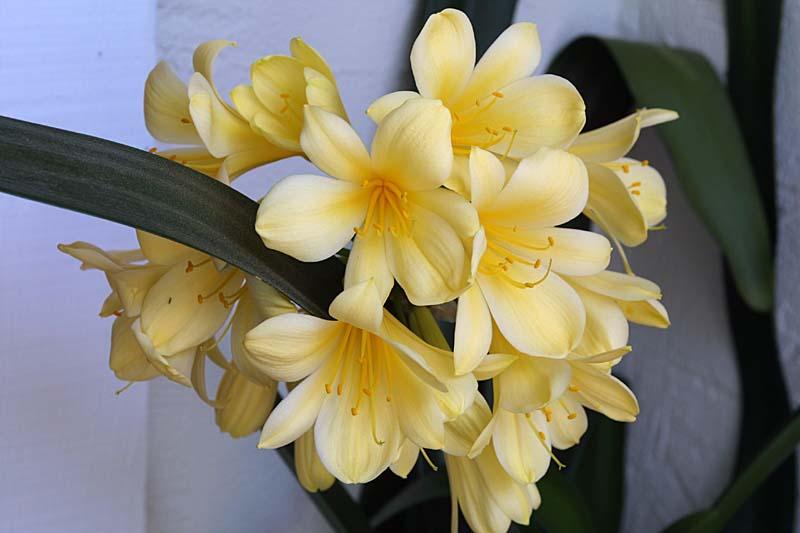 Clivia sp. Yellow Flower