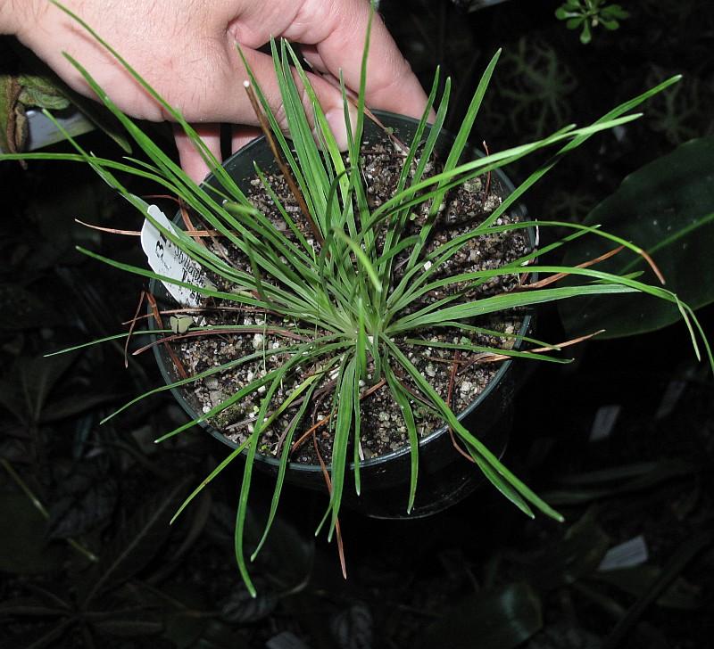 Stylidium albomontis