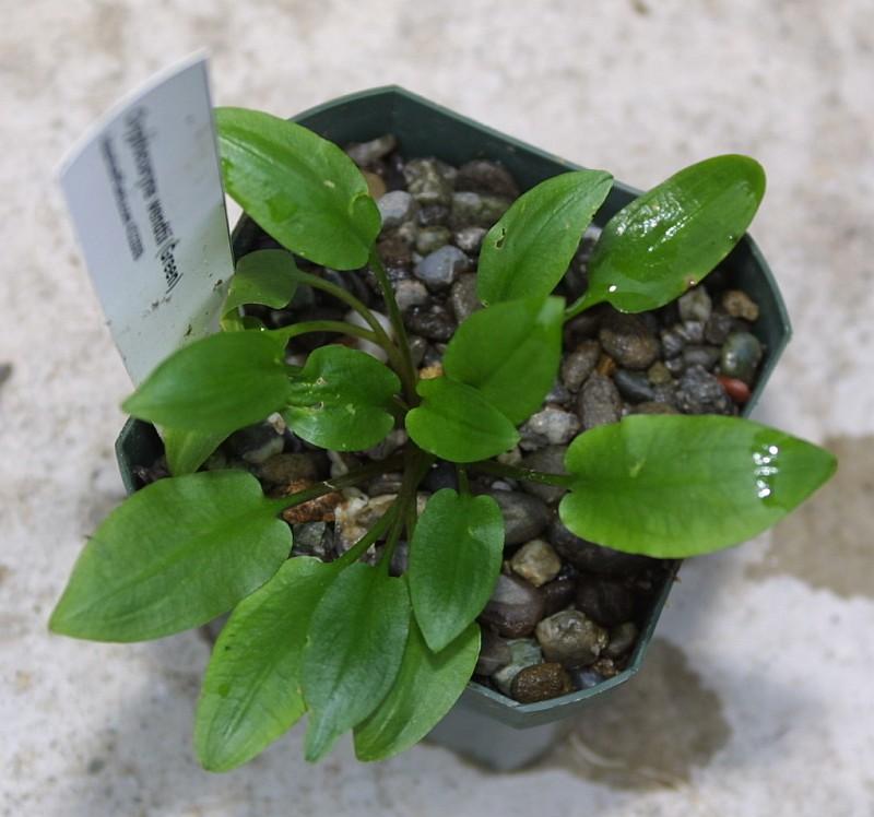 Cryptocoryne wendtii Green