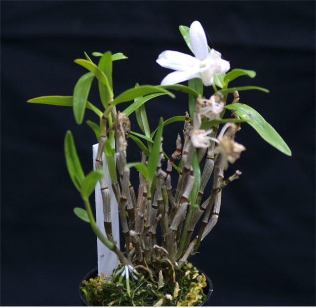 Dendrobium moniliforme