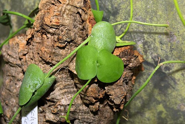 Dischidia imbricata