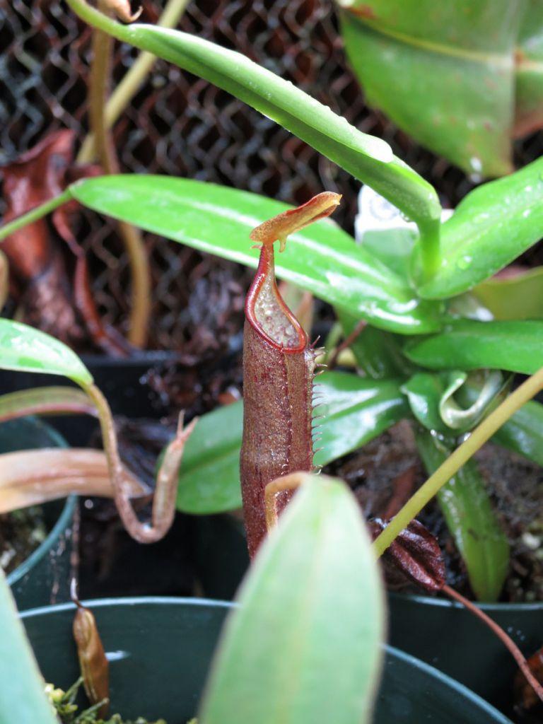 Nepenthes lingulata