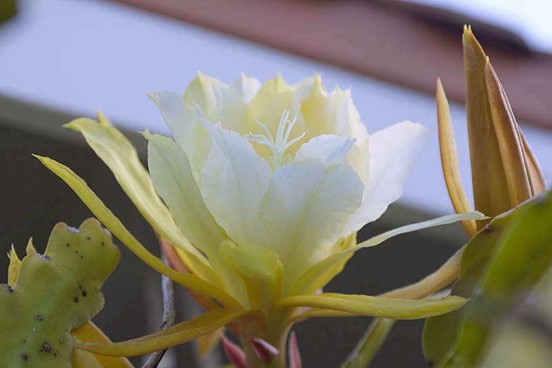 Epiphyllum  Gold Medal