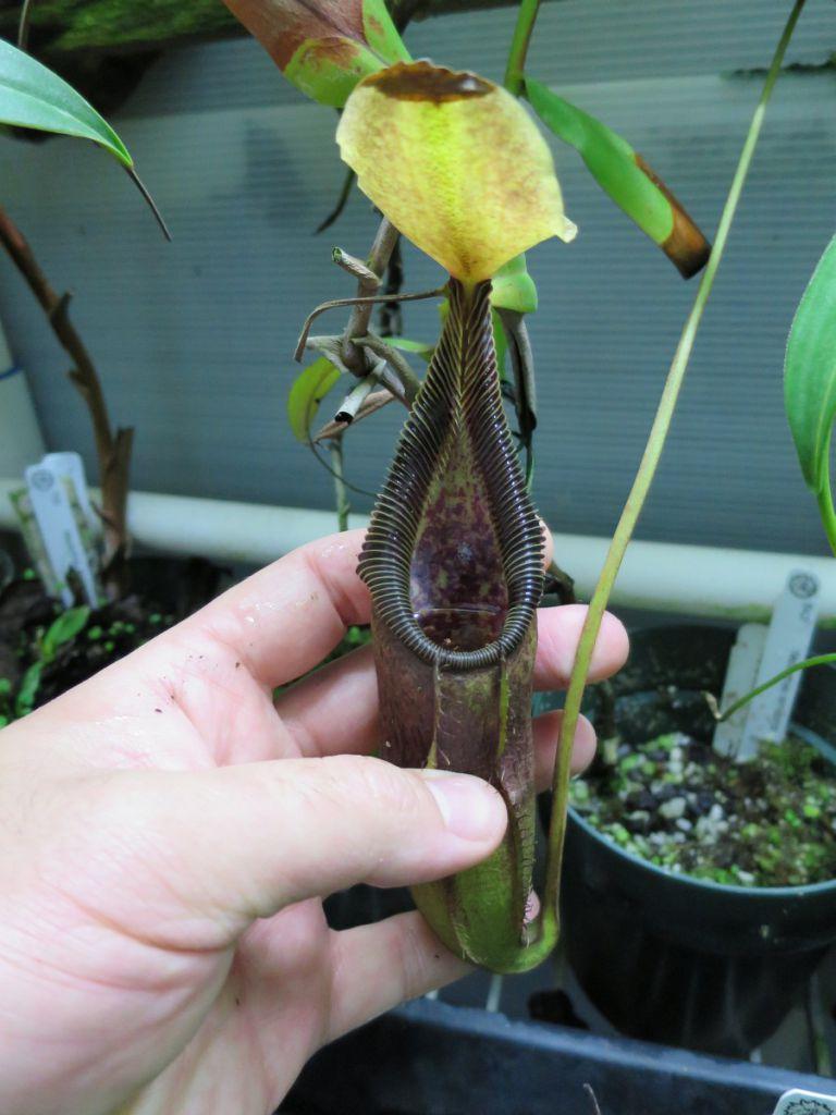 Nepenthes singalana