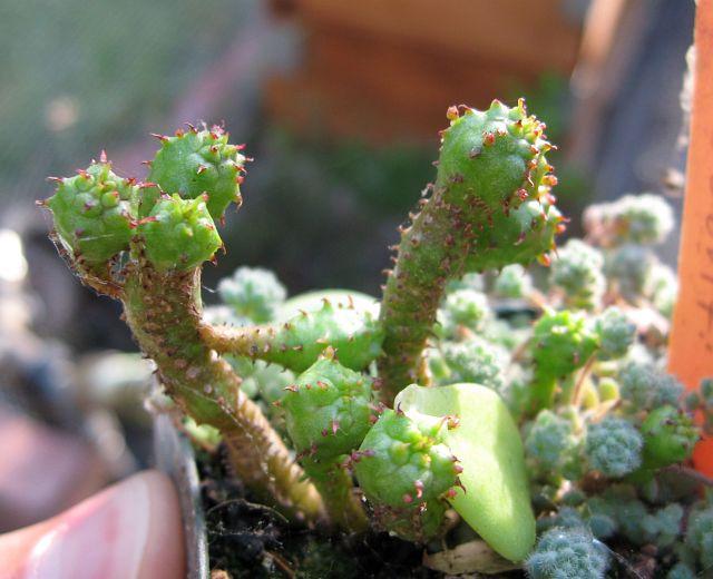 Euphorbia submammillaris  f. pfersdorfii