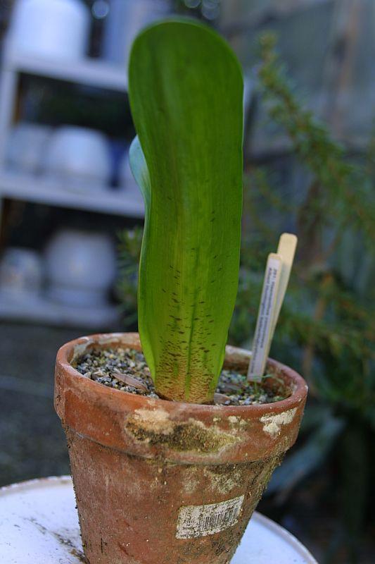 Haemanthus coccineus