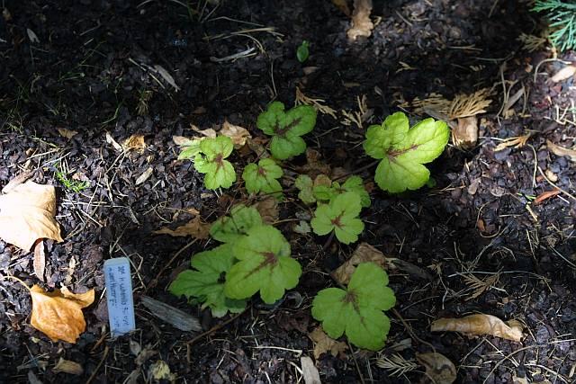 Heucherella x Sunspot