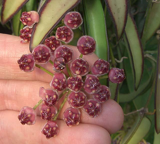 Hoya tsangii