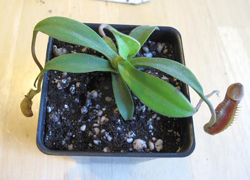 Nepenthes bongoso