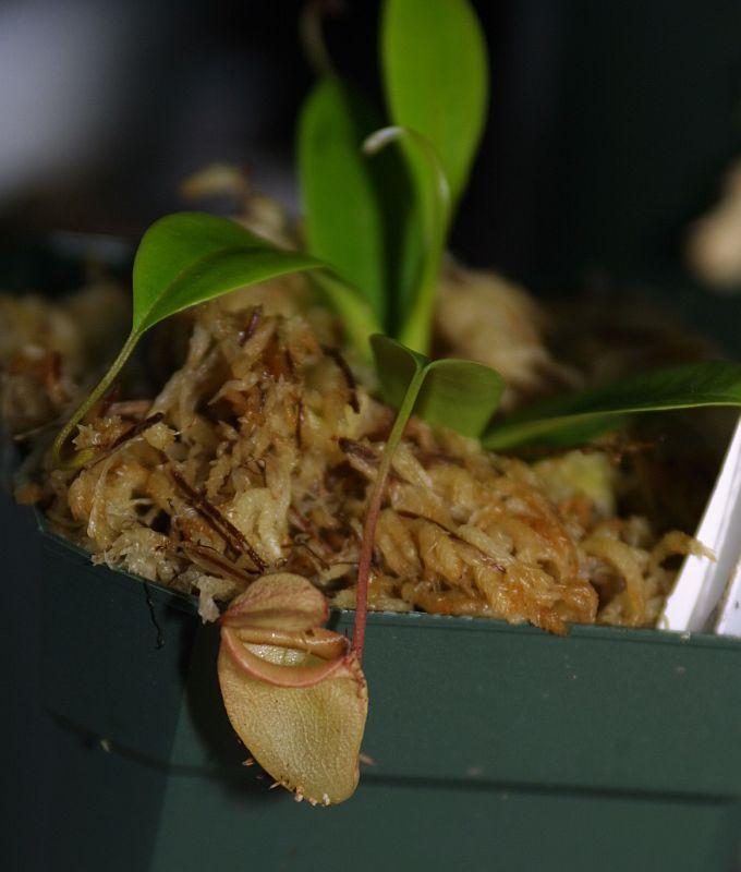 Nepenthes jamban