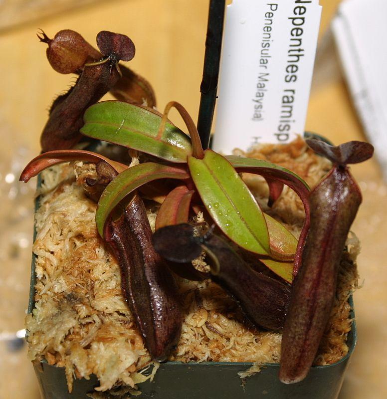 Nepenthes ramispina