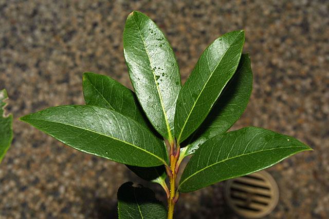 Osmanthus decorus