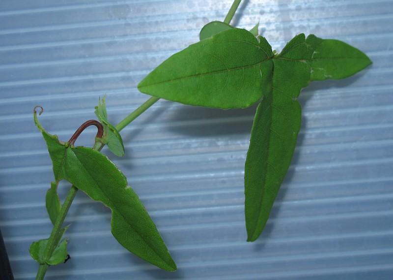 Passiflora luzmarina