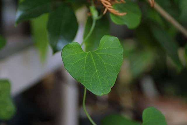 Aristolochia gigantea