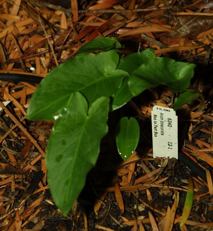 Arum dioscoridis