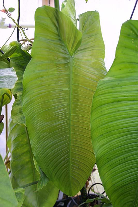 Philodendron tenue